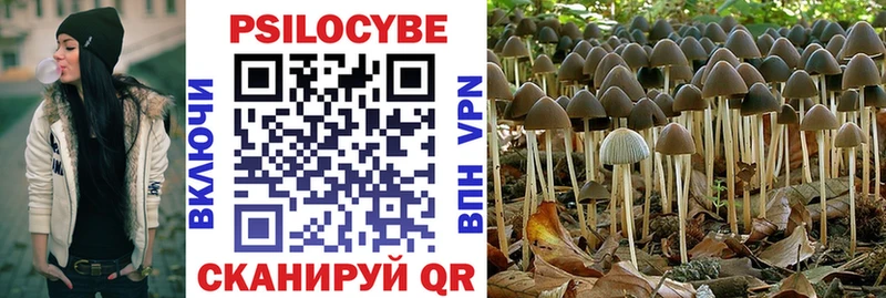 где можно купить Щучье Псилоцибиновые грибы Magic Shrooms